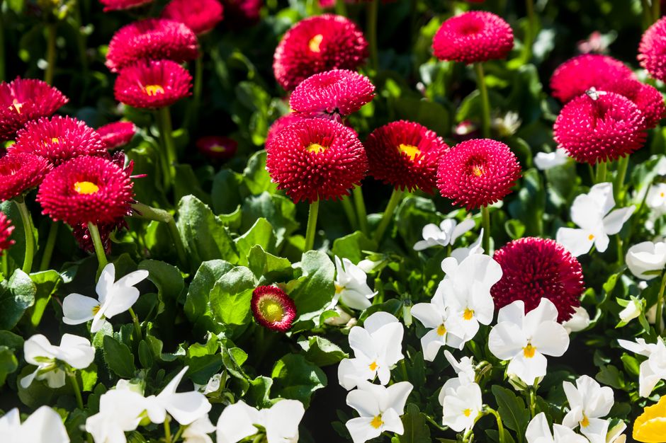 A vibrant floral arrangement featuring bright pink, pom-pom shaped flowers with textured petals and yellow centers, complemented by delicate white flowers with yellow accents, all set amidst lush gree