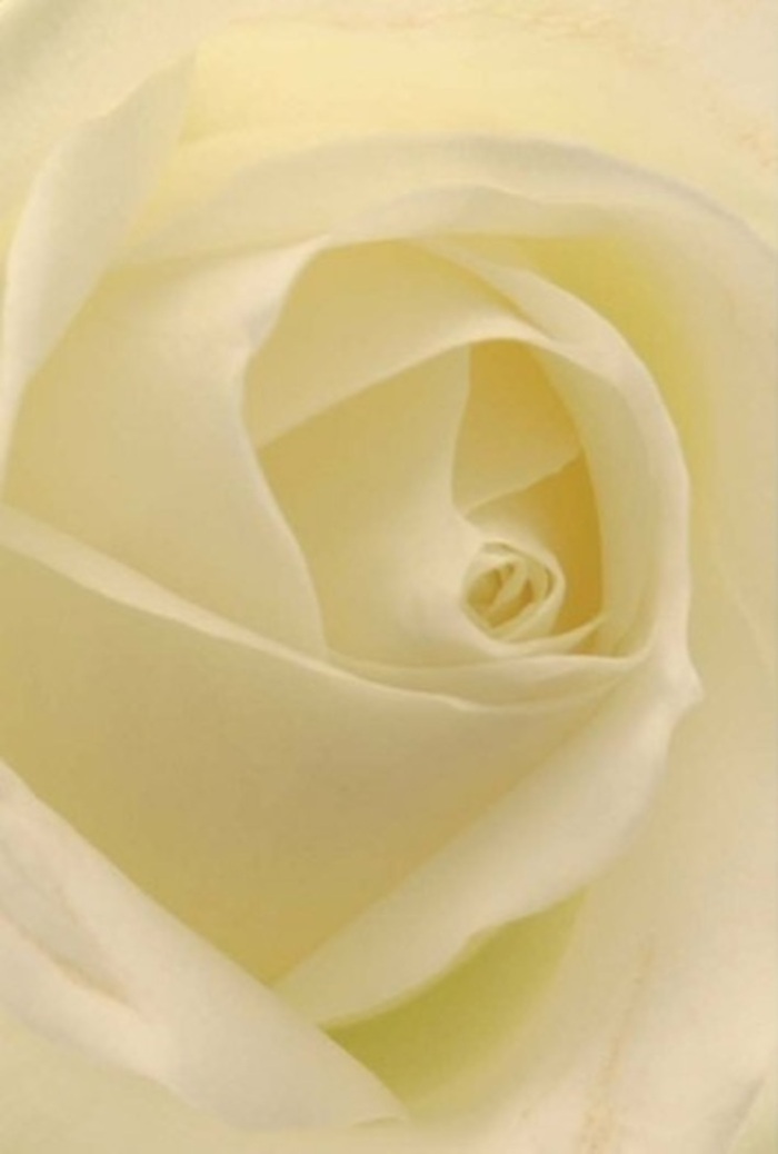 Peering into this graceful ivory rose, one is swept into a world of serenity so characteristic of Grays' riverside mornings. The petals unfold in a harmonious spiral, matte and velvety to the eye, with fleeting hints of cream and pale gold glowing beneath soft, diffused daylight. The flower's heart is both luminous and enigmatic, as if secretly bathed in its own gentle light-an effect sharpened by the finely traced shadows between each carefully aligned petal. This bloom, so meticulously crafted, conjures the warmth and composure of Grays' local floral artisans, who understand how a simple rose can speak volumes in times of quiet celebration or reflection. The outer petals barely kiss the air, each one almost translucent, revealing both the delicacy and resilience that elevate a rose from ordinary to extraordinary. There's an unspeakable fragrance hovering-light and fresh, the very essence of nature's grace. In Grays, such a composition often graces weddings, anniversaries, or moments of heartfelt apology, bringing comfort and understated elegance to every gathering. The skillful arrangement hints at the wisdom found in Grays' storied gardens, making this rose not just a flower, but a symbol of purity and enduring sentiment. The spirit of the town is captured in its form: dignified, quietly powerful, and always ready for the next cherished gesture.